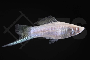 020022_Xiphophorus-helleri_Schwerttraeger-albino-weiss_01