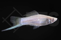 020022_Xiphophorus-helleri_Schwerttraeger-albino-weiss_01