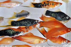 020025_Xiphophorus-helleri_Schwerttraeger-gemischt_01