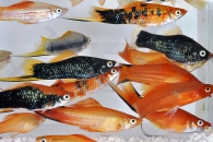 020025_Xiphophorus-helleri_Schwerttraeger-gemischt_01