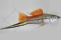 020027_Xiphophorus-helleri_Schwerttraeger-gruen_01