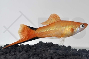 020028_Xiphophorus-helleri_Schwerttraeger-Komet-orange_01