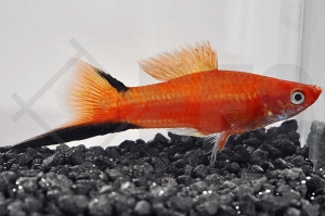 020029_Xiphophorus-helleri_Schwerttraeger-Komet-rot_01