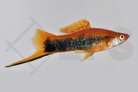 020037_Xiphophorus-helleri_Schwerttraeger-tuxedo_01
