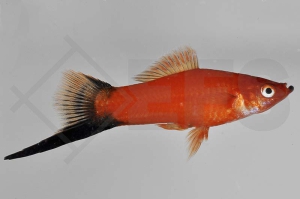 020038_Xiphophorus-helleri_Schwerttraeger-wagtail_01