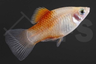 020041_Xiphophorus-maculatus_Ananasplaty_01
