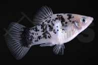 020044_Xiphophorus-maculatus_Dalmatinerplaty_02