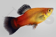 020045_Xiphophorus-maculatus_Deutschlandplaty_02