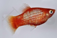 020046_Xiphophorus-maculatus_Gluehlichtplaty-orange_01