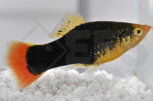 020048_Xiphophorus-variatus_Hawaiiplaty_01