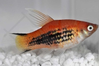 020049_Xiphophorus-maculatus_Hochflossenplaty_01