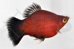 020053_Xiphophorus-maculatus_Korallen-Wagtailplaty_01
