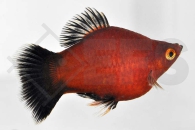 020053_Xiphophorus-maculatus_Korallen-Wagtailplaty_01