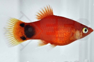 020056_Xiphophorus-maculatus_Mondplaty-rot_01
