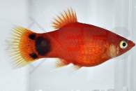 020056_Xiphophorus-maculatus_Mondplaty-rot_01