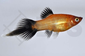 020060_Xiphophorus-maculatus_Pinselplaty-gemischt_01