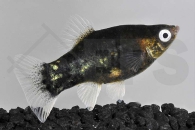 020063_Xiphophorus-maculatus_Platy-schwarz_01