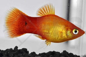 020066_Xiphophorus-maculatus_Sunsetplaty_01