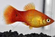 020066_Xiphophorus-maculatus_Sunsetplaty_01