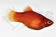 020072_Xiphophorus-maculatus_Korallenplaty_01
