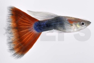 020073_Poecilia-reticulata_Guppy-neonblau-rot-m_01