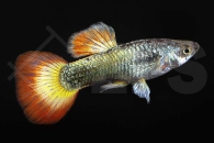 020078_Poecilia-reticulata_Guppy-sunrise-m_01