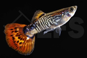 020079_Poecilia-reticulata_Guppy-cobra-rot-m_01