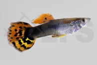 020084_Poecilia-reticulata_Guppy-dragon-head-tuxedo-m_01