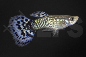 020085_Poecilia-reticulata_Guppy-cobra-blau-m_01