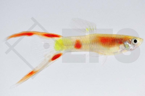 020087_Poecilia-reticulata_Guppy-Gabelschwanz-neon-m_01