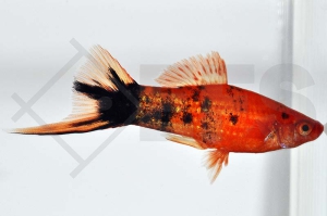 020089_Xiphophorus-helleri_Schwerttraeger-marmor_01