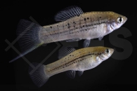 020090_Xiphophorus-nezahualcoyotl_noerdlicher-Bergschwerttraeger_01