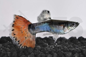 020092_Poecilia-reticulata_Guppy-neonpastel-m_01
