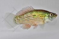 020094_Jordanella-floridae_Floridakaerpfling_01