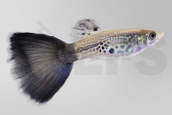 020095_Poecilia-reticulata_Guppy-maennlich_silver_01