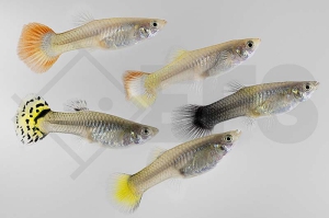020109_Poecilia-reticulata_Guppy-weiblich-gemischt-SHOW_02