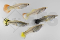 020109_Poecilia-reticulata_Guppy-weiblich-gemischt-SHOW_02