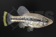 020111_Ameca-splendens_Flitterkaerpfling_01