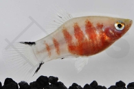 020115_Xiphophorus-maculatus_Platy-blutendes-Herz_01