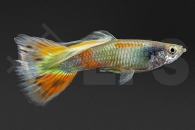 020116_Poecilia-reticulata_Guppy-multicolor-m_01