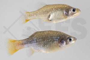 020117_Xenotoca-eiseni_Banderolen-Kaerpfling_02