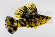 020118_Poecilia-latipinna_Leopardmolly_01