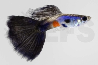 020123_Poecilia-reticulata_Guppy_M_Lazuli-multicolor_01