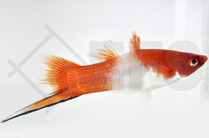 020129_Xiphophorus-helleri_Schwerttraeger-KOHAKU_01