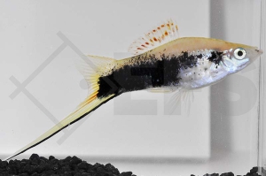 020131_Xiphophorus-helleri_Schwerttraeger-tuxedo-gruen_01