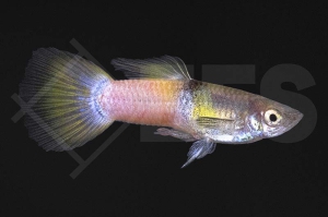 020144_Poecilia-reticulata_Guppy-bumble-bee-m_01