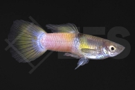 020144_Poecilia-reticulata_Guppy-bumble-bee-m_01