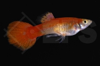 020150_Poecilia-reticulata_Guppy_maennlich_neon-rot_01