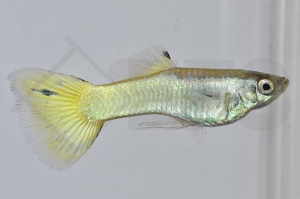 020151_Poecilia-reticulata_Guppy-german-yellow-m_01