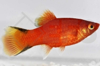 020156_Xiphophorus-maculatus_Kometplaty-rot_01